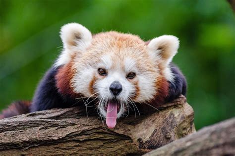 Red Panda Facts, Pictures & Information. The Panda That Isn't A Panda!