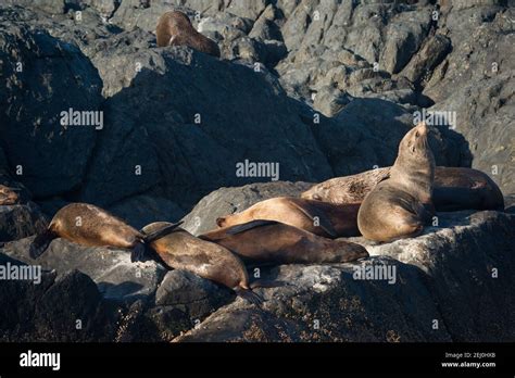 Australian fur seal (Arctocephalus pusillus doriferus), Barunguba