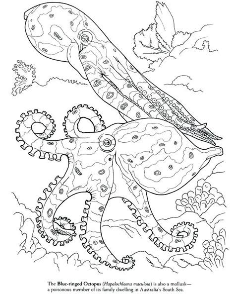 Squid Coloring Pages at GetColorings.com | Free printable colorings pages to print and color