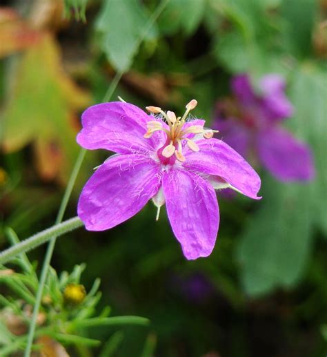 Pineywoods Geranium Flower Geranium Caespitosum On Cata Flickr