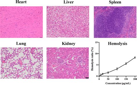 The He Staining Result Of Major Organs From Mice Treated With