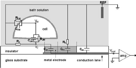 2 Extracellular Recording Of Single Cell Activity With Planar Download Scientific Diagram