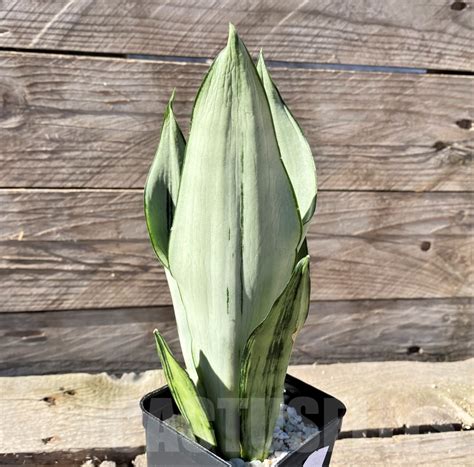 SHPR15461 Sansevieria Brazilian Moonshine Кактус онлайн