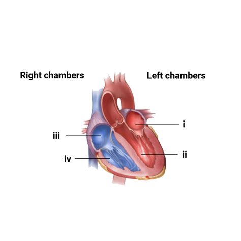 Which Chamber Of The Heart Receives Deoxygenated Blood From The Body