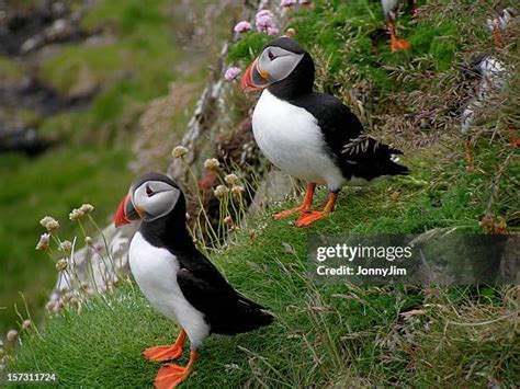 1,323 Puffins Scotland Stock Photos, High-Res Pictures, and Images ...