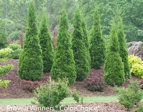 Arborvitae Care | Plant Addicts