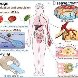 Bioinspired Mnms Platform A E Colidriven Rbc Microswimmer