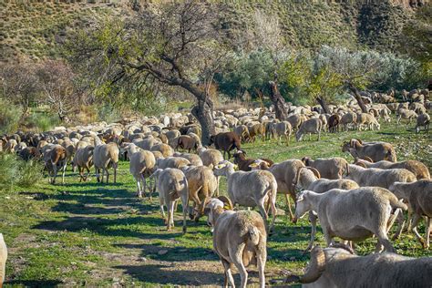 Bluetongue In Lombardia Divieti Di Movimentazione Nelle Aree Colpite