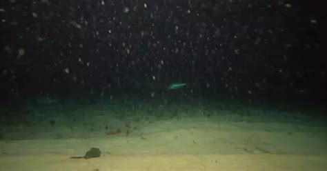 Man Drops GoPro In Ocean, Captures 'Terrifying' Footage