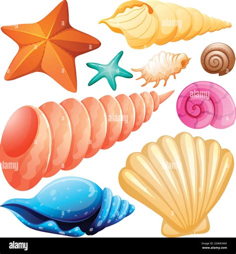 types  seashells stock vector image art alamy