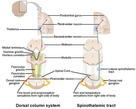 Sensory Pathways Anatomy