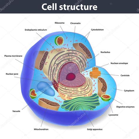 Celula Humana Y Sus Partes Tipos De Celulas Del Cuerpo Humano Images Images