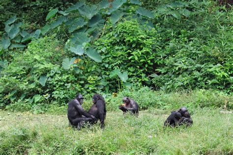 Lomako Yokokala Wildlife Reserve In Dr Congo