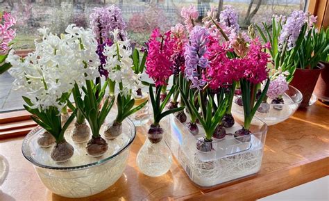 Step-By-Step Instructions For Growing Hyacinth Bulbs In Water