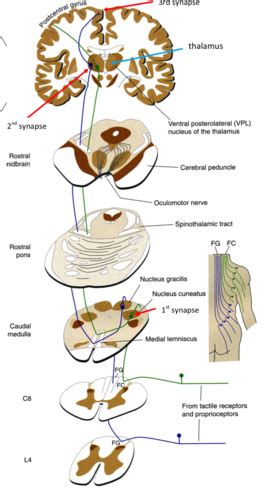 852 Spinal Cord PNS Flashcards Quizlet