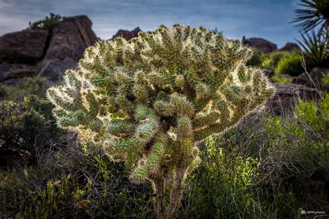 Joshua Tree Wildflowers - BPM.photo/video