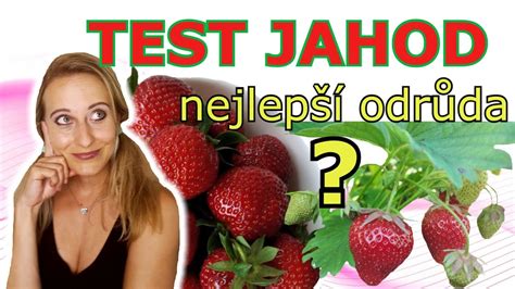 P Stov N Jahod Velk Test Nejlep Odr Da Jahody Krit Ria Chu