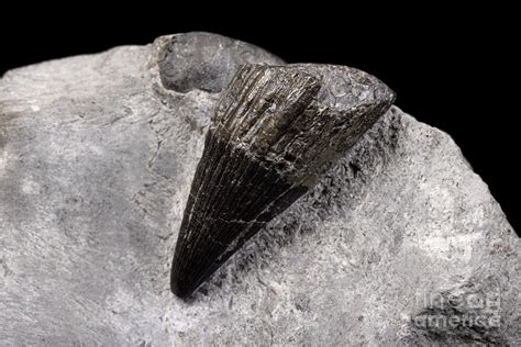 Ichthyosaur Tooth Fossil By Pascal Goetgheluckscience Photo Library