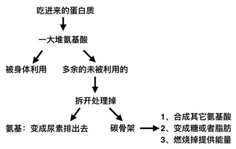 健身入门学第二十课运动与蛋白质代谢2部分 知乎