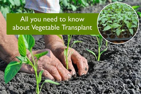 All You Need To Know About Vegetable Transplant Plants Information