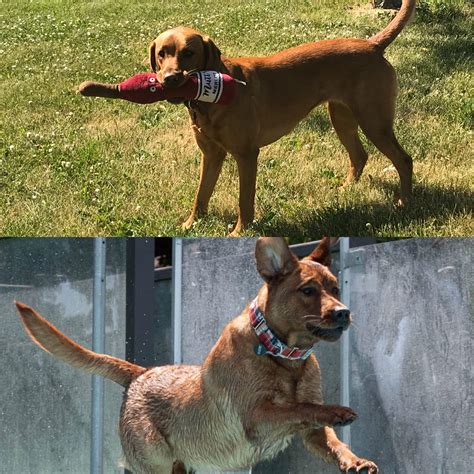 Labrador Retriever Breeder and Trainer | Derby Labradors