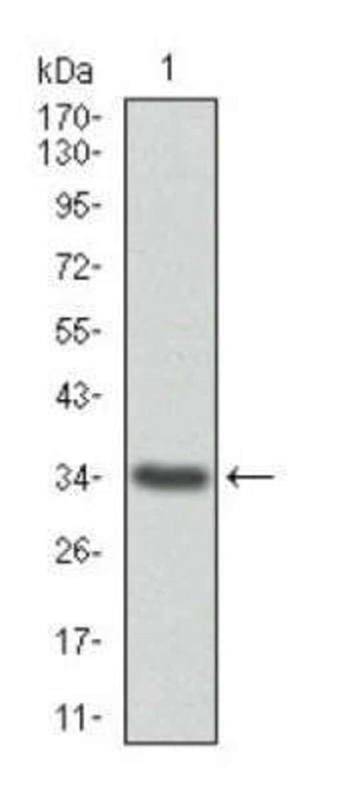 Annexin A Antibody F Azide And Bsa Free Novus Biologicals