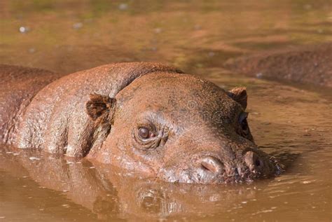 Pygmy Hippo stock photo. Image of emerging, nature, wildlife - 7744824