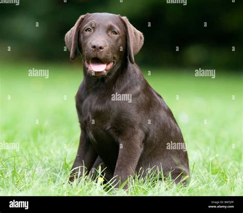 Labrador Retriever puppy UK Stock Photo - Alamy