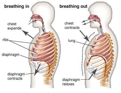 Mammalian Gaseous Exchange System A Level Revision