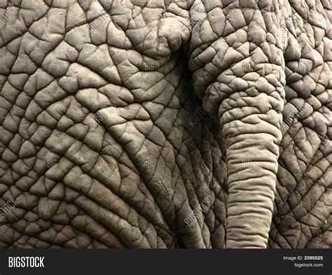 Elephant Wrinkled Skin Image & Photo (Free Trial) | Bigstock