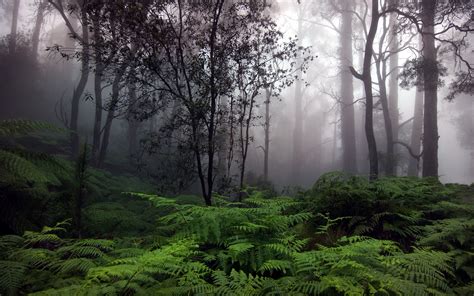 🔥 [50+] Fog Forest Wallpapers | WallpaperSafari