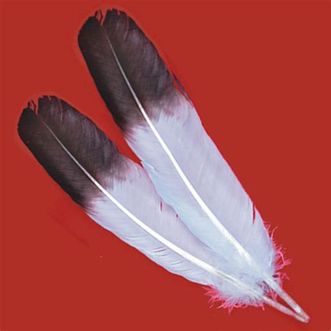 Eagle Feathers | Brown Tip Imitation Eagle Wing Feathers- Bulk Turkey ...