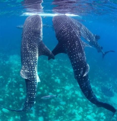 160 best images about Shark! on Pinterest | Swim, Great white shark and ...