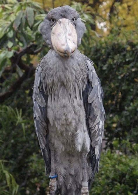 Shoebill Prehistoric Dinosaur Looking Bird Sounds Like A Machine Gun