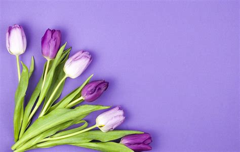 Purple Tulips Hd Wallpapers Top Free Purple Tulips Hd Backgrounds Wallpaperaccess