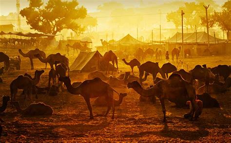 Bikaner Camel Festival | Camel Festival in Bikaner | Camel Fair in ...