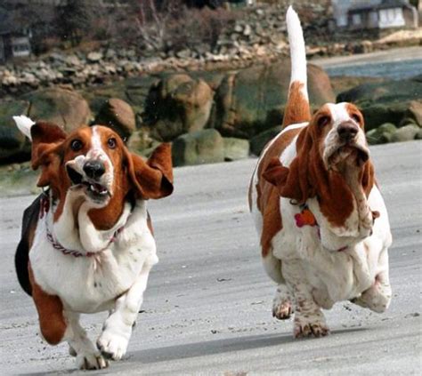 Nine Hilarious Photos Of Basset Hounds Running