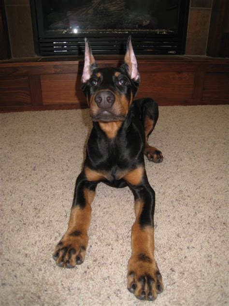 Male on Male aggression - Doberman Forum : Doberman Breed Dog Forums