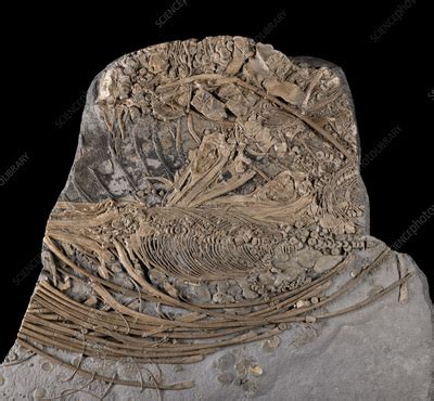 Female Ichthyosaurus Sp Rib Cage With Embryos Stock Image C056