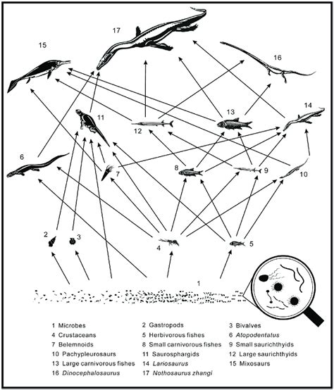 Hypothesized Food Web Of Luoping Biota Updated From Ref 23