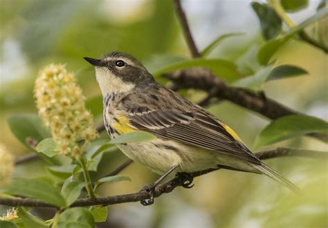 Passerine Yellow Rumped Warbler Owen Deutsch Photography