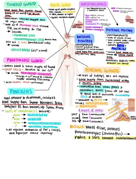 Labeled Endocrine System Diagram