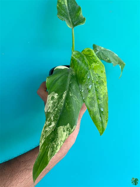 Buy Philodendron Domesticum Variegated Online | Peppyflora®