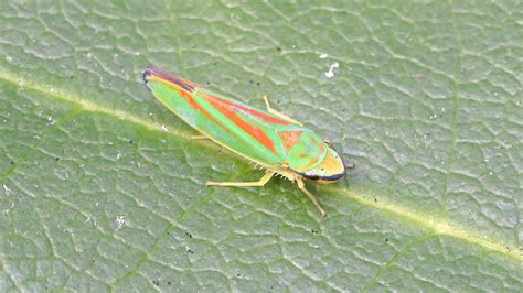 Rododendroncicade Graphocephala Fennahi Ed Rendum Flickr