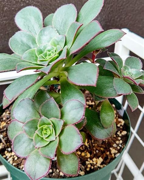 73 types of aeonium varieties pictorial guide – Artofit