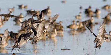 Pacific Flyway: Protecting Waterfowl Habitats in Northern California