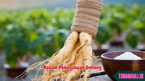 Mulai Hidup Sehat Pahami 6 Manfaat Ginseng Untuk Kesehatan Tubuh Yang