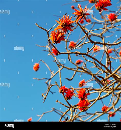 In South Africa Close Up Of Erythrina Lysistemon Flower Plant And Clear