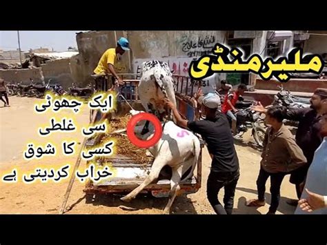 Loading Gone Wrong K Me Behtreen Soda Malir Mandi Karachi Cattle