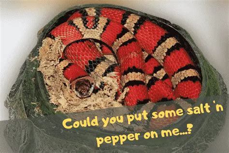 Why Do Snakes Eat Themselves? – All the Info You Need, From Tail Eating ...